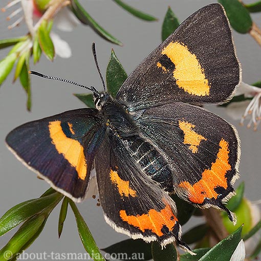 silky-hairstreak3 Pseudalmenus chlorinda, Silky Hairstreak, butterfly, Tasmania