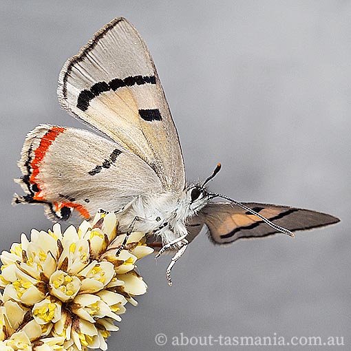 silky-hairstreak4 Pseudalmenus chlorinda, Silky Hairstreak, Tasmania, butterfly