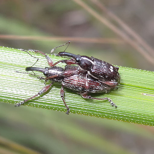  Aoplocnemis sp., Curculionidae, Tasmania