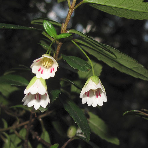 Aristotelia peduncularis, Tasmania