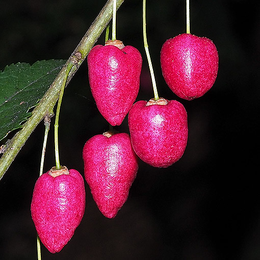 Aristotelia peduncularis, Tasmania