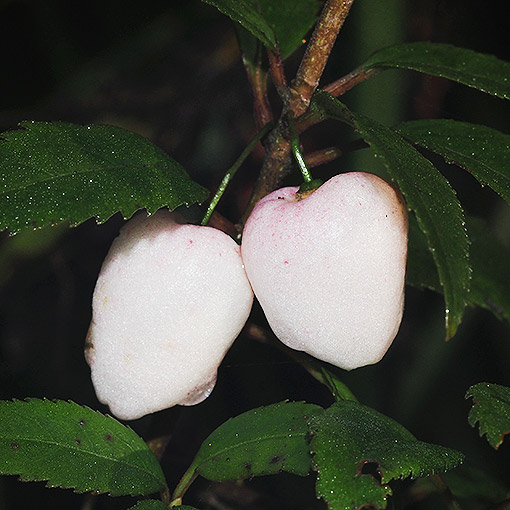 Aristotelia peduncularis, Tasmania