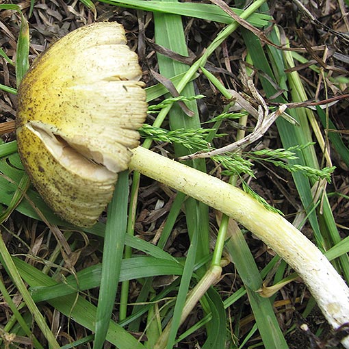 Bolbitius titubans, fungi, Tasmania