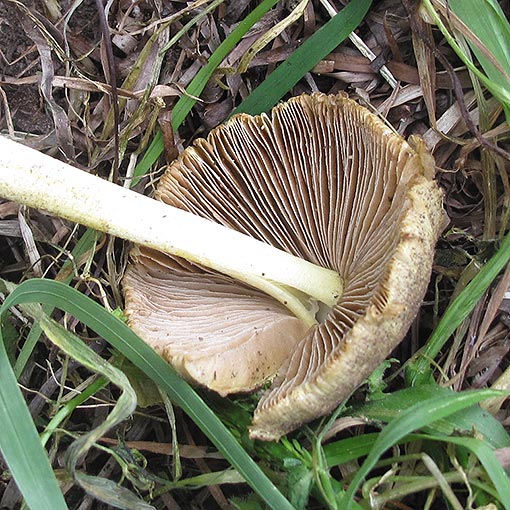 Bolbitius titubans, fungi, Tasmania