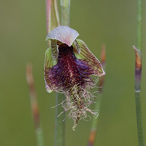Calochilus platychilus,<br />
Purple Bearded Orchid, Tasmania
