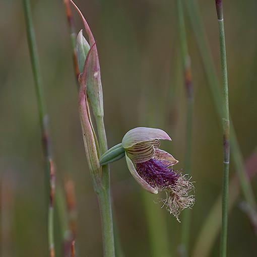 Calochilus platychilus, Purple Bearded Orchid, Tasmania