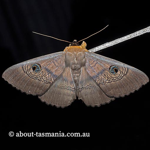 Dasypodia selenophora, southern granny moth, Tasmania