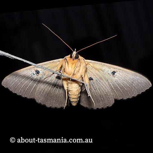 Dasypodia selenophora, southern granny moth, Tasmania