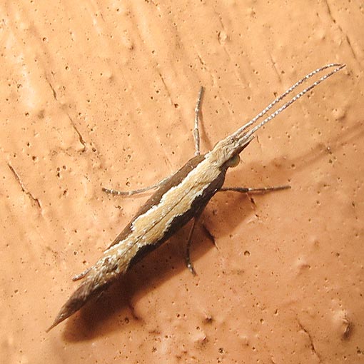 Plutella xylostella-australiana complex, moth, Tasmania