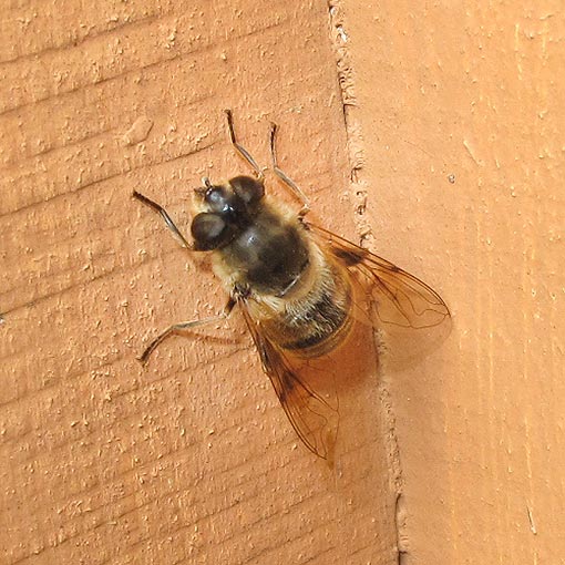 Eristalis tenax, Syrphidae, Tasmania