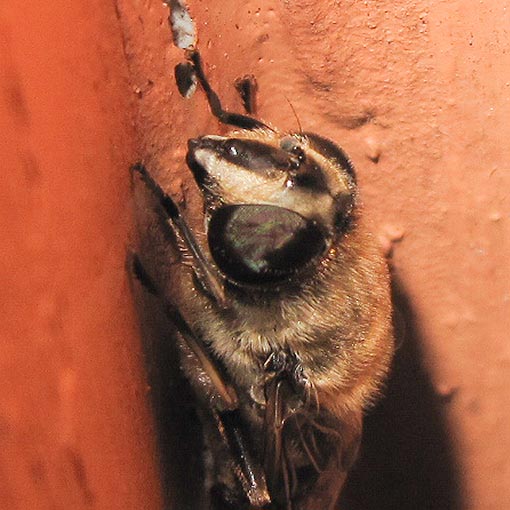 Eristalis tenax, Syrphidae, Tasmania