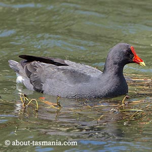 Dusky Moorhen