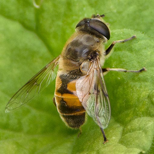 Eristalis tenax, Syrphidae, Tasmania