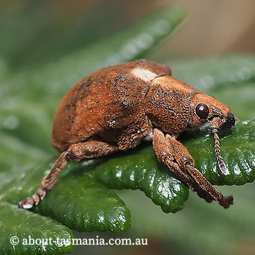 Gonipterus scutellatus, eucalyptus weevil, eucalyptus snout beetle, Curculionidae, Tasmania