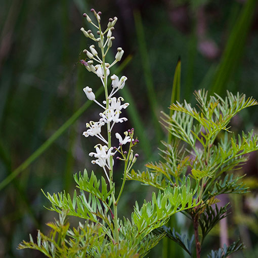 Lomatia tinctoria, guitar plant, Tasmania