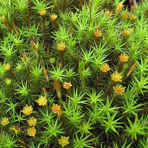 Polytrichum sp., Handicap Moss, Tasmania