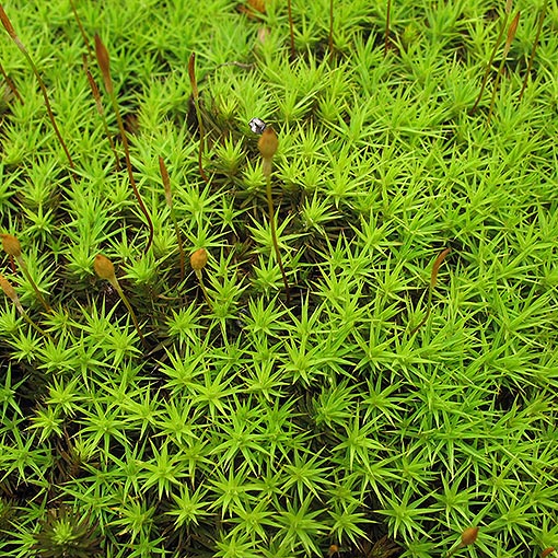 Polytrichum sp., Handicap Moss, Tasmania