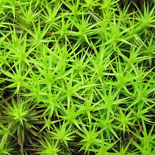 Polytrichum sp., Handicap Moss, Tasmania