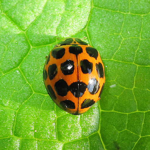 Harmonia conformis, common spotted ladybird, Tasmania