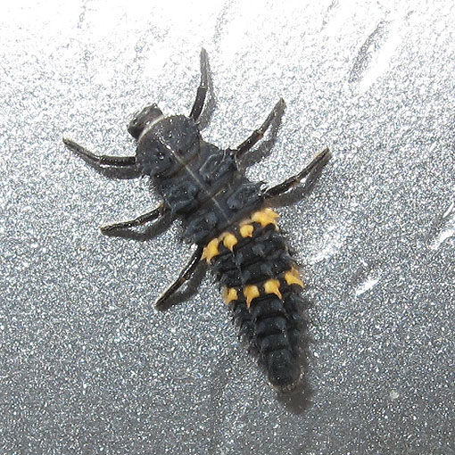 Harmonia conformis, common spotted ladybird, Tasmania