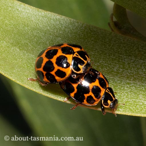 Harmonia conformis, common spotted ladybird, Tasmania