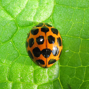 Harmonia conformis