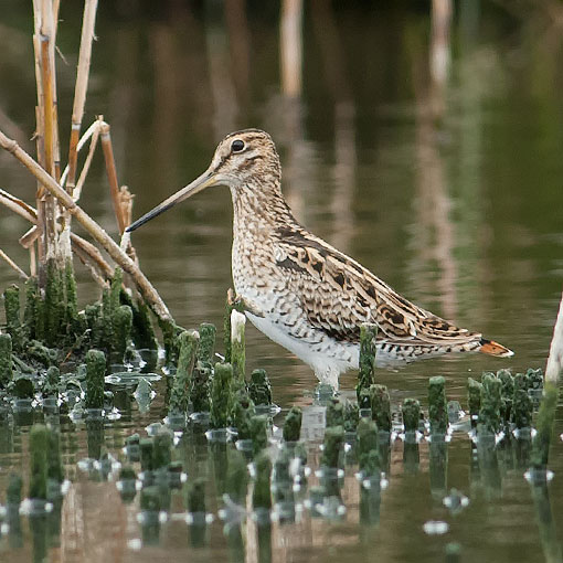 Latham's Snipe, Tasmania