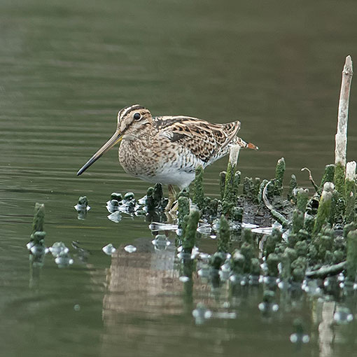Latham's Snipe, Tasmania