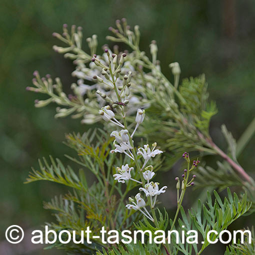 Lomatia tinctoria, guitar plant, Tasmania