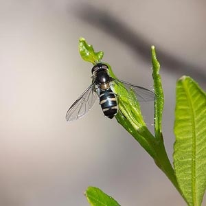 Melangyna collatus