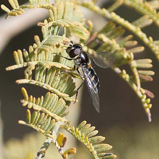 Melangyna collatus, hoverfly, Syrphidae, Tasmania