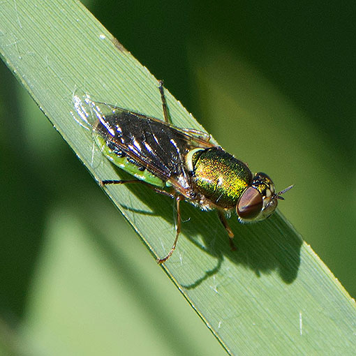Odontomyia sp.,<br />
Soldier Fly, Stratiomyidae, Tasmania
