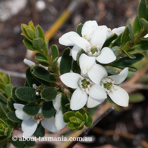 Philotheca virgata, twiggy waxflower, Tasmania