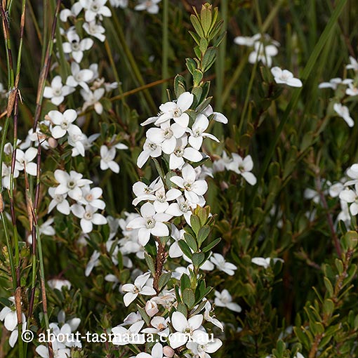 Philotheca virgata, twiggy waxflower, Tasmania