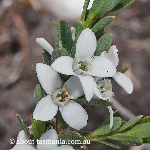 Philotheca virgata, twiggy waxflower, Tasmania