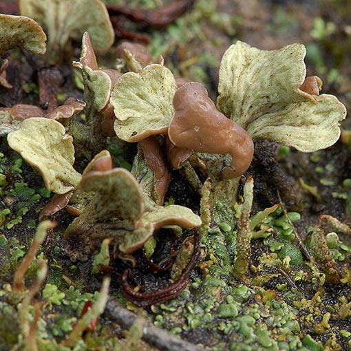 Thysanothecium scutellatum, lichen, Tasmania