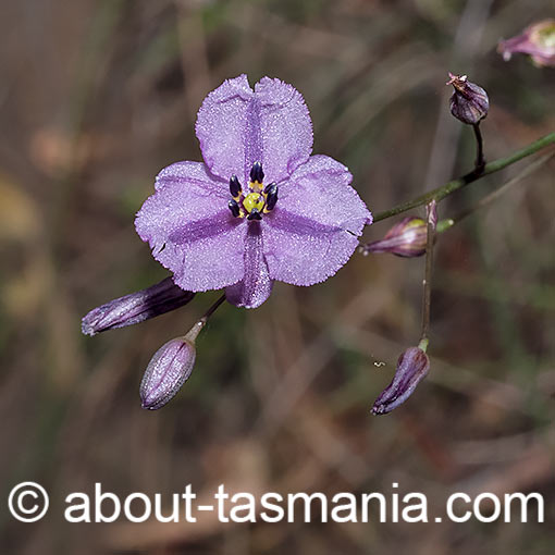 Thysanotus-patersonii2 Thysanotus patersonii, Twining fringelily, Tasmania