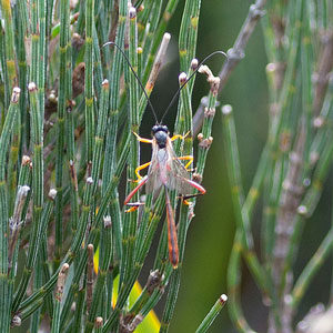 Heteropelma scaposum