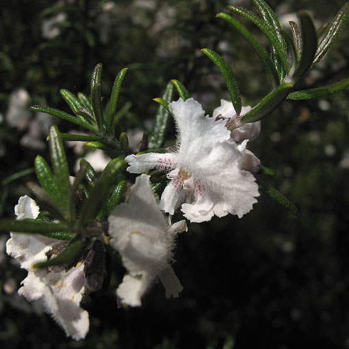 Westringia angustifolia, narrowleaf westringia, Tasmania