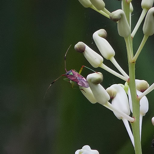 Pseudopantilius australis, Miridae, Tasmania