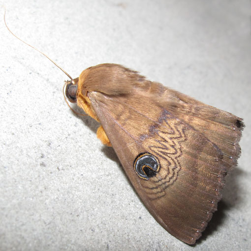 Dasypodia selenophora, southern granny moth, Tasmania