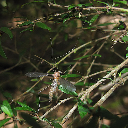 Limoniidae, Crane Fly, Tasmania