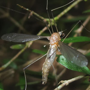 Limoniid Crane Fly