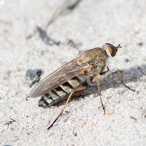 Anabarhynchus sp., Therevidae, Tasmania