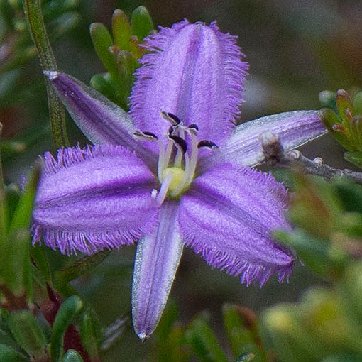 twining_fringelily Thysanotus patersonii, Twining fringelily, Tasmania