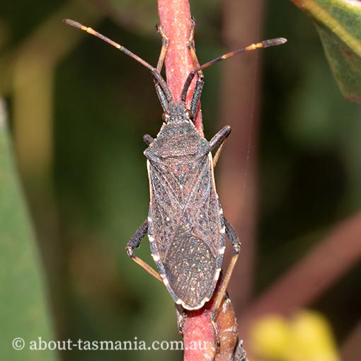 Amorbus obscuricornis, leaf-footed bug, Coreidae, Tasmania