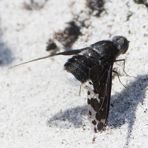 Anthrax maculatus,<br />
Bee Fly, Tasmania