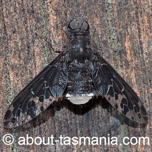 Anthrax maculatus, Bee Fly, Tasmania