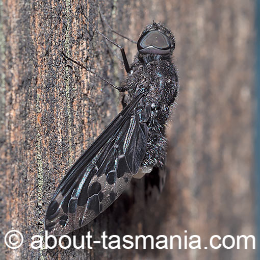 Anthrax maculatus, Bee Fly, Tasmania