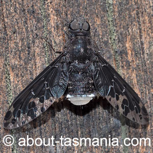 Anthrax maculatus